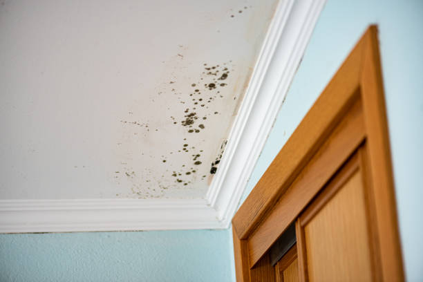 Best Post-Flood Mold Remediation in Ludlow, KY