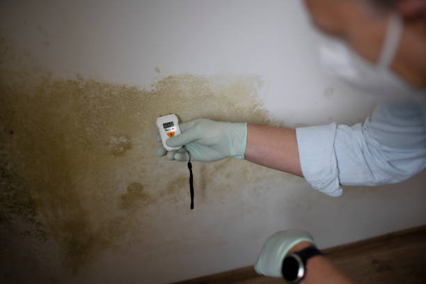 Best Residential Mold Remediation in Ludlow, KY