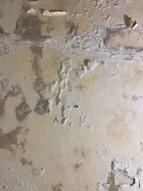 Best Black Mold Remediation in Ludlow, KY